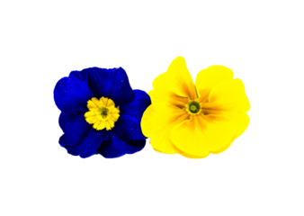 Primelblüten isoliert freigestellt studio