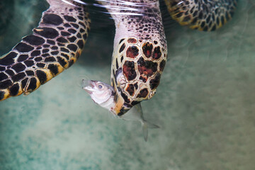 Hawksbill turtle is eating fish in a tank.