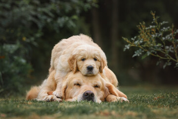 A small puppy Golden Retriever dog lies on the back of the head of the mother of an adult Golden Retriever dog. Love and tenderness of dogs