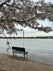 Spring Cherry Blossom Tress Pink Washington DC Monuments Mall