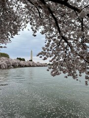 Spring Cherry Blossom Tress Pink Washington DC Monuments Mall