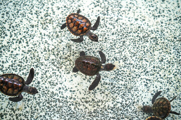 Many Green sea turtle babies swim in a tank.