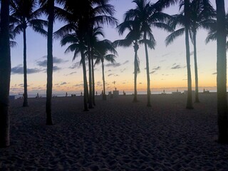 Palm Tree Scene Beach Night Sunset Silhouette 