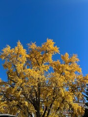 Fall Autumn Autumnal Foliage Leaves Trees