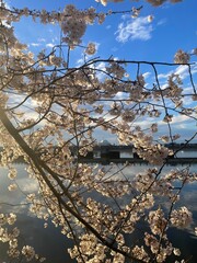 Spring Pink Cherry Blossom Tree Washington DC