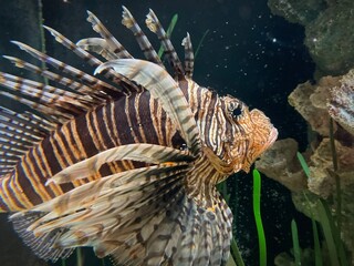 Rascasse Volante (Pterois volitans) nageant dans un aquarium