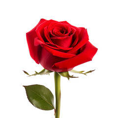 Naklejka premium red rose isolated on white