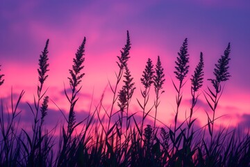 Fototapeta premium Silhouetted Grass Against Vibrant Pink and Purple Sunset