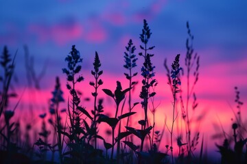 Silhouetted Wildflowers at Dusk