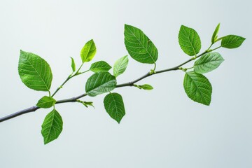 Fototapeta premium Branch with Green Leaves