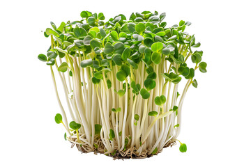 Cluster of freshly grown green radish sprouts isolated on a white background.