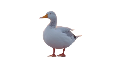 Albino mallard duck, Anas platyrhynchos, waddles on frozen, snow-covered wetland. Winter birds Isolated on transparent background