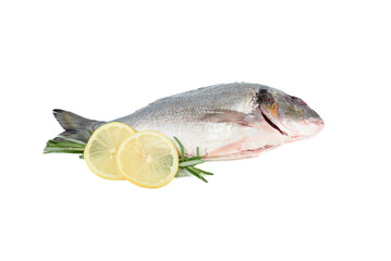 Rosemary sprigs, lemon circles and dorado fish on white background.