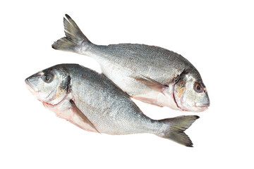 View from above of two ready to cook dorado fish on white background.