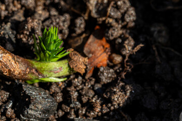 Mudas de Araucária, broto pinhão,  germinação de sementes, Macro Fotografia