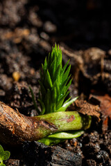 Mudas de Araucária, broto pinhão,  germinação de sementes, Macro Fotografia