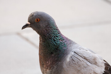 Retrato de paloma columba livia domestica en parque publico de la ciudad, Alcoy, España
