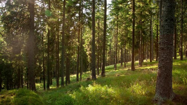 Timelapse with parallax moving right to left in a pine forest at the end of a warm afternoon