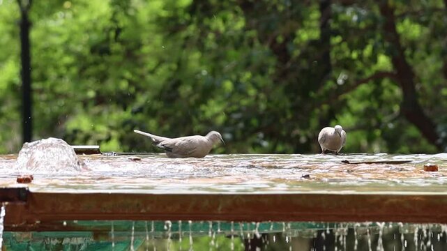 Dos tortolas turcas (Streptopelia decaocto) dandose un ba&ntilde;o en fuente de parque p&uacute;blico en la ciudad, Alcoy, Espa&ntilde;a