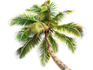 A palm tree with a long trunk and green leaves on a white background
