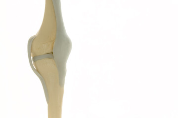 Model of a human knee joint isolated on a light background - for training, providing patient...