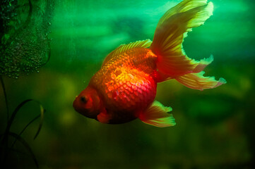 Goldfish in fish tank, artificial aquatic environment, captivity and desolation, human selfishness.