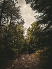 morning in the forest