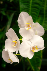 Multi-color orchid in an urban nursery space, a space surrounded by nature and vibrant color bathed in natural light, pollen and photosynthesis.