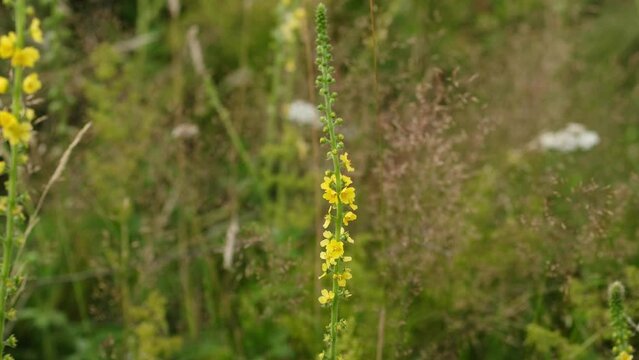 Yellow flower of agrimony. Agrimonia eupatoria. Flowers on the summer meadow