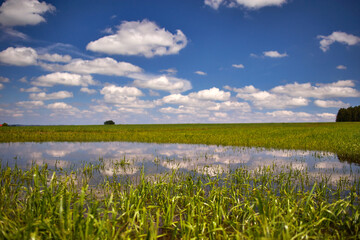 Beautiful summer day: fluffy clouds are reflected in a small lake behind green grass 