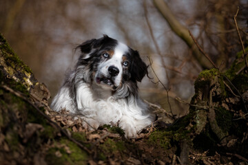 Fototapete bei efototapeten.de bestellen   