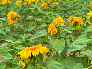 Blooming sunflower farm field, big bright yellow sunflower, agriculture concept harvest. Growing seeds for oil