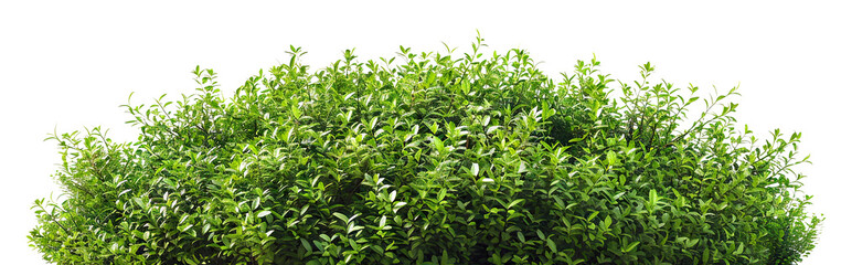 Fototapeta premium Green garden bushes cut out