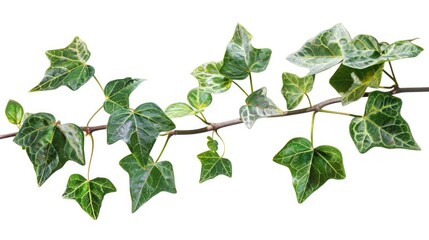 A single ivy branch with lush green leaves on a plain white background