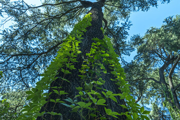 They also regulate the tree's gas exchange by absorbing carbon dioxide and releasing oxygen.