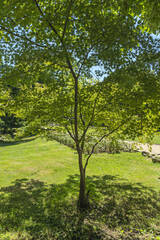 The diversity of leaf shapes and colours in nature is fascinating and contributes to the beauty of our environment