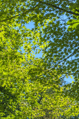 Trees are also important to the ecosystem as they provide habitat for many animal species and help purify the air 2