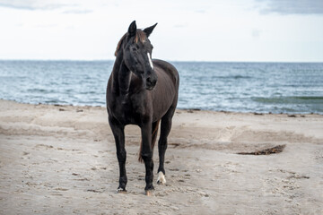Black, Dark brown Horse at the Beach