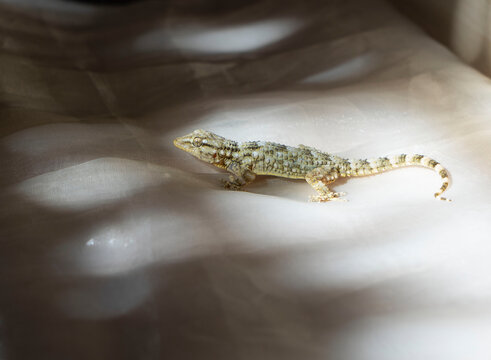   Geco  Hemidactylus Mabouia, Geco en sol y sombra