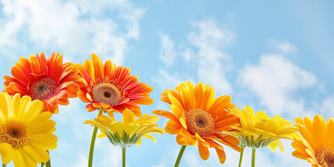 Bright gerbera daisies against a blue sky background © Iryna