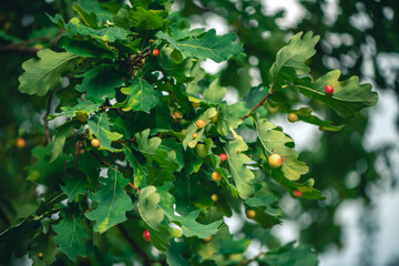 Oak galls, ink nuts on oak.