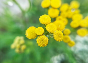 yellow tansy flowers close up