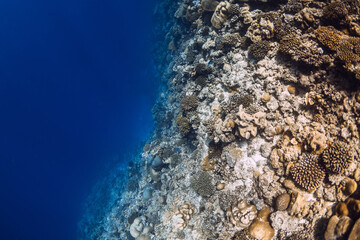 Coral reef underwater in blue ocean on Maldives.