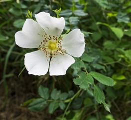 Flower of the dog rose, Rosa canina, flowering in the UK
