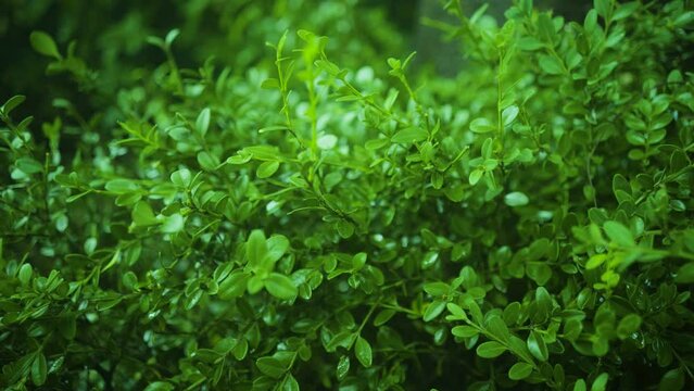 The view of the park's boxwood the day after the rain. The leaves are even more glowing after being soaked in water. The feeling of a clear green. panning shot