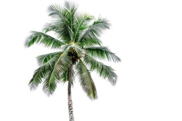 A coconut tree with its tall trunk and coconuts against a white backdrop