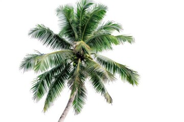 A coconut tree with its tall trunk and coconuts against a white backdrop