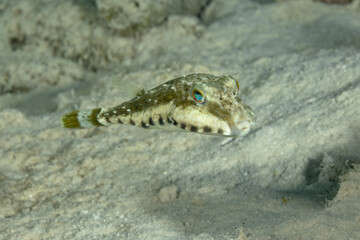 Beautiful collared boat swimming on a sandy bottom of the Caribbean Sea