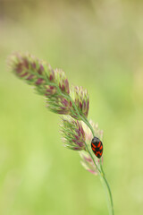 red-black bug on a blade of grass