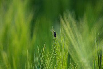 macro picture of a black bug on a blade of wheat plant